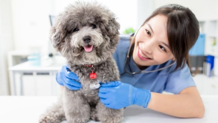 10 Simple Ways To Keep Vet Costs in Check