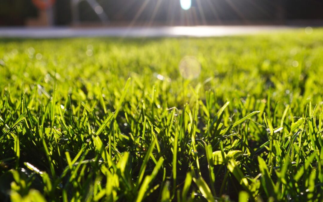 A Lush Lawn for Less: 4 Frugal Lawn Care Tips