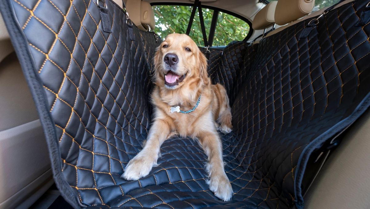 Golden Retriever laying in back seat of car